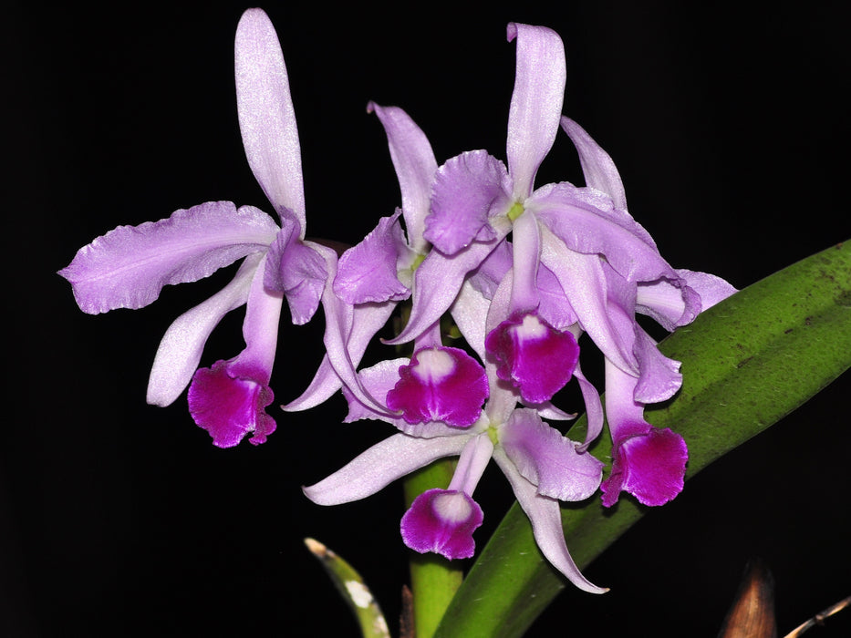 Cattleya lawrenceana