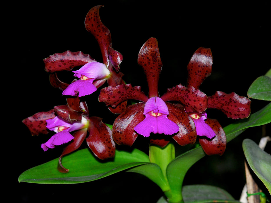 Cattleya tigrina