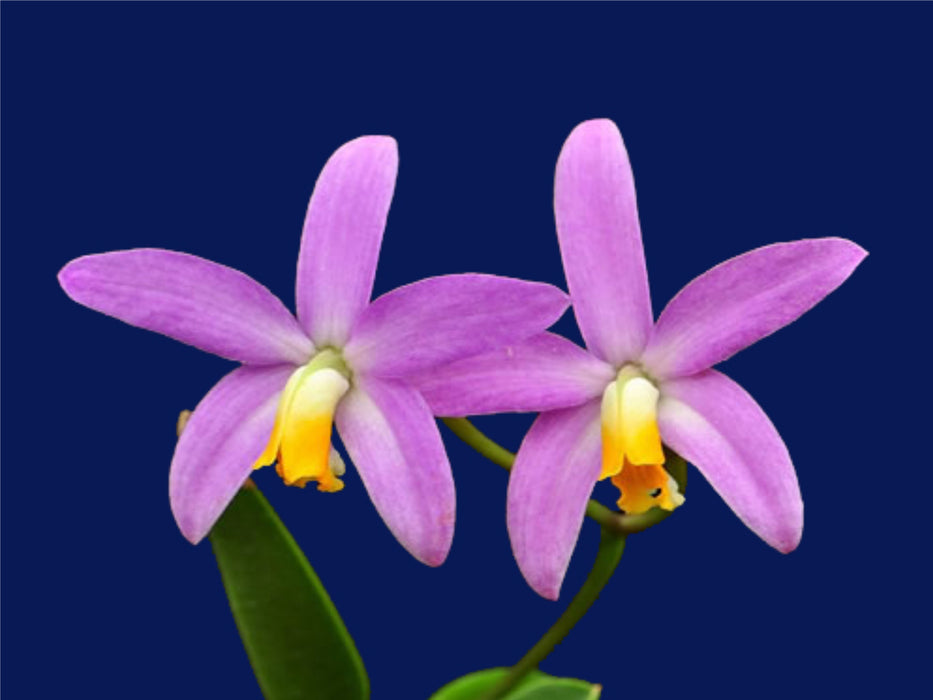 Cattleya longipes