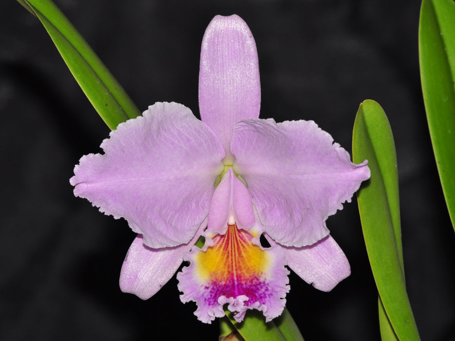 Cattleya lueddemanniana 'Cesar Fernandez' x 'Infierno' 'Nicanor'