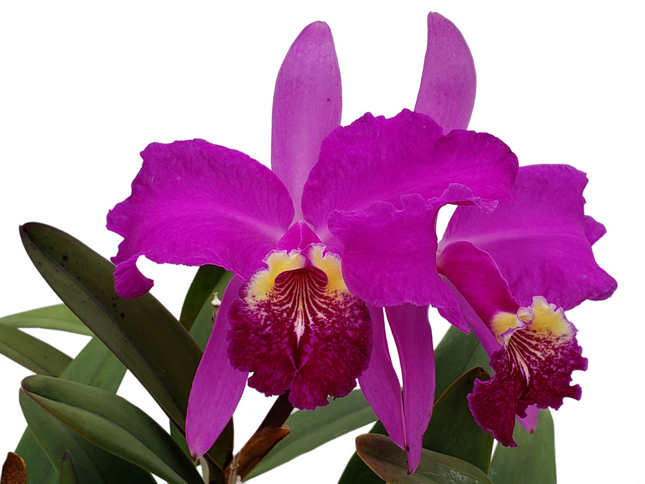 Cattleya lueddemanniana 'Cesar Fernandez' x 'Infierno'