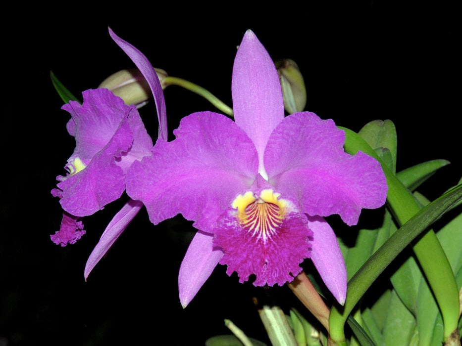 Cattleya lueddemanniana 'Salinas'