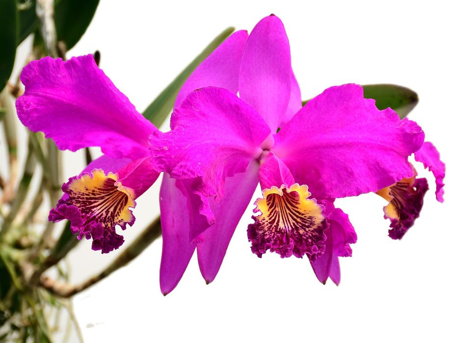 Cattleya lueddemanniana