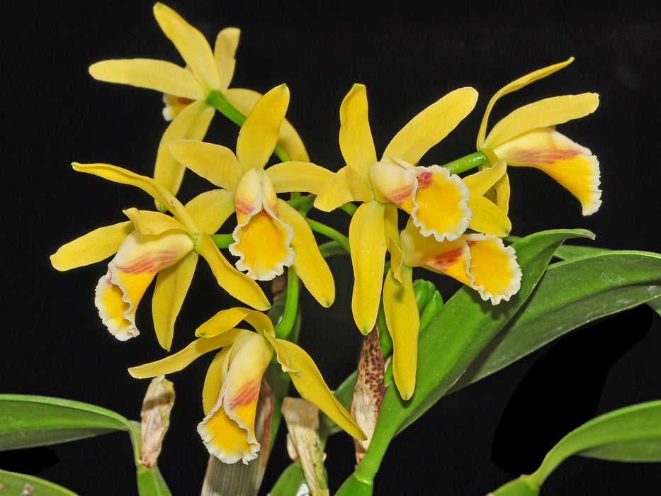 Cattleya luteola