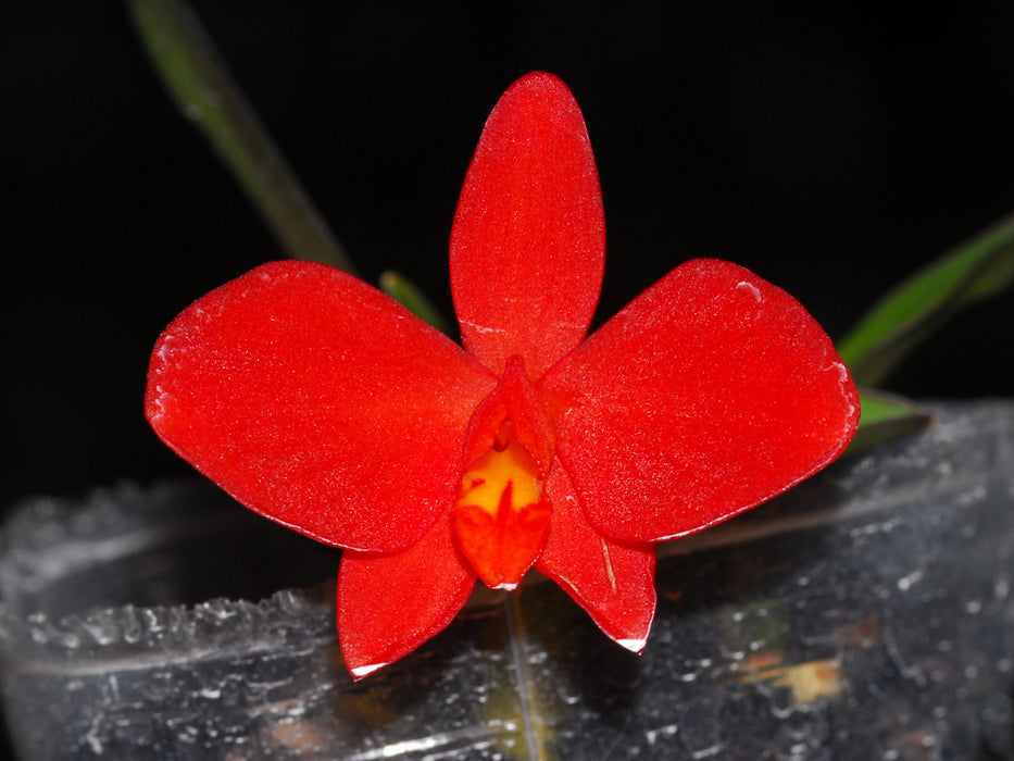 Cattleya mantiqueirae