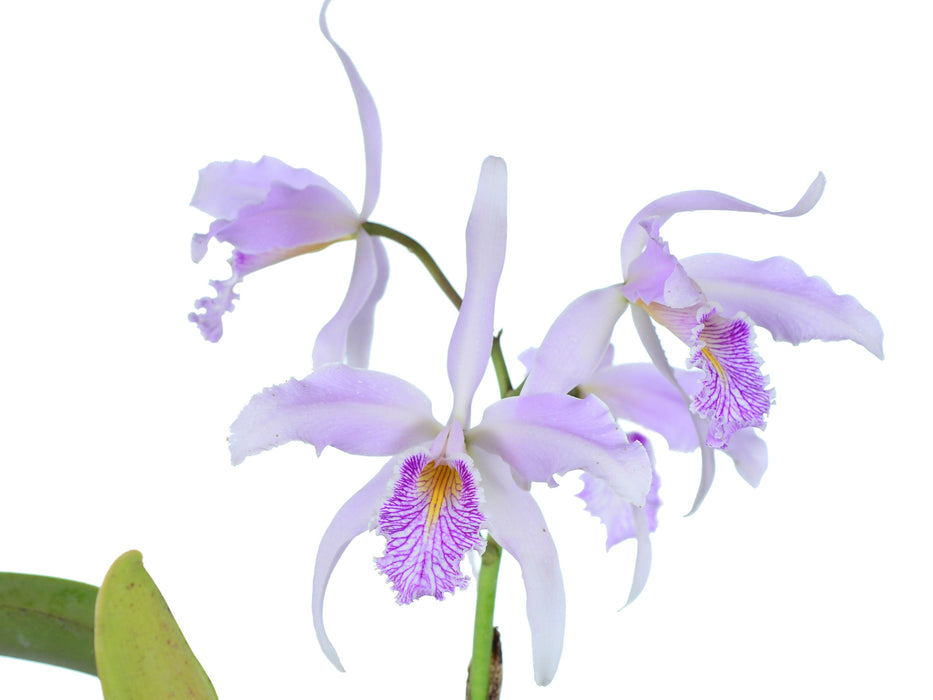 Cattleya maxima 'Clarita'