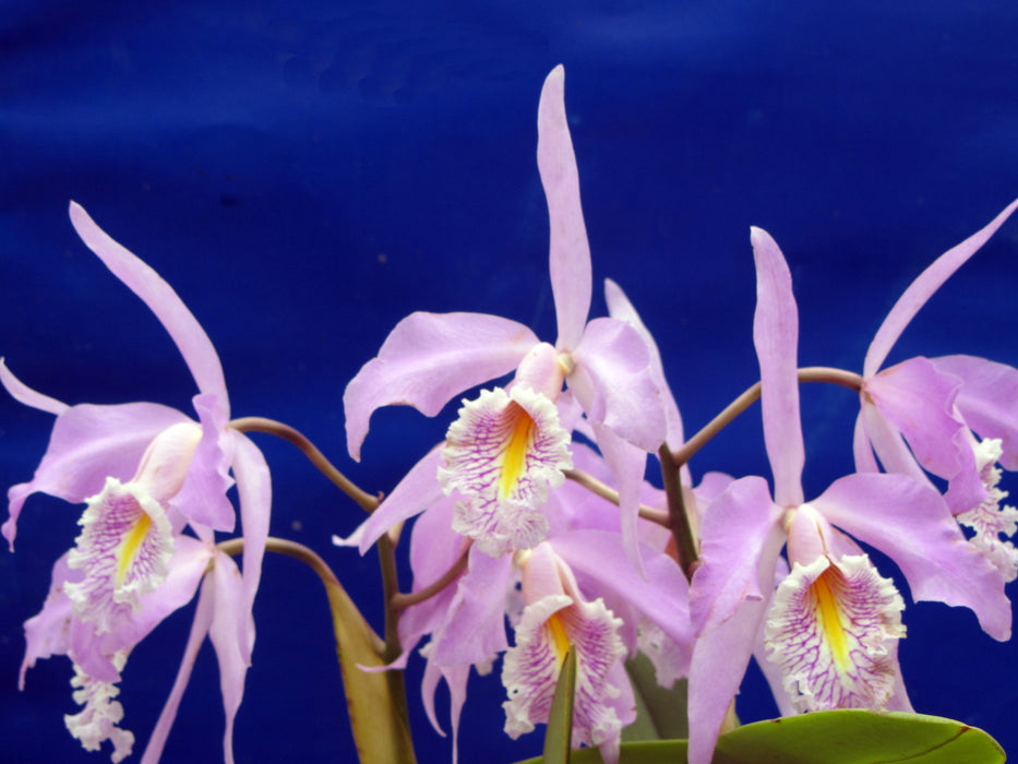 Cattleya maxima tall 'Jean'