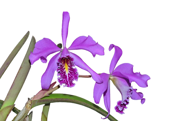 Cattleya maxima 'Muñequita' x 'Roy'