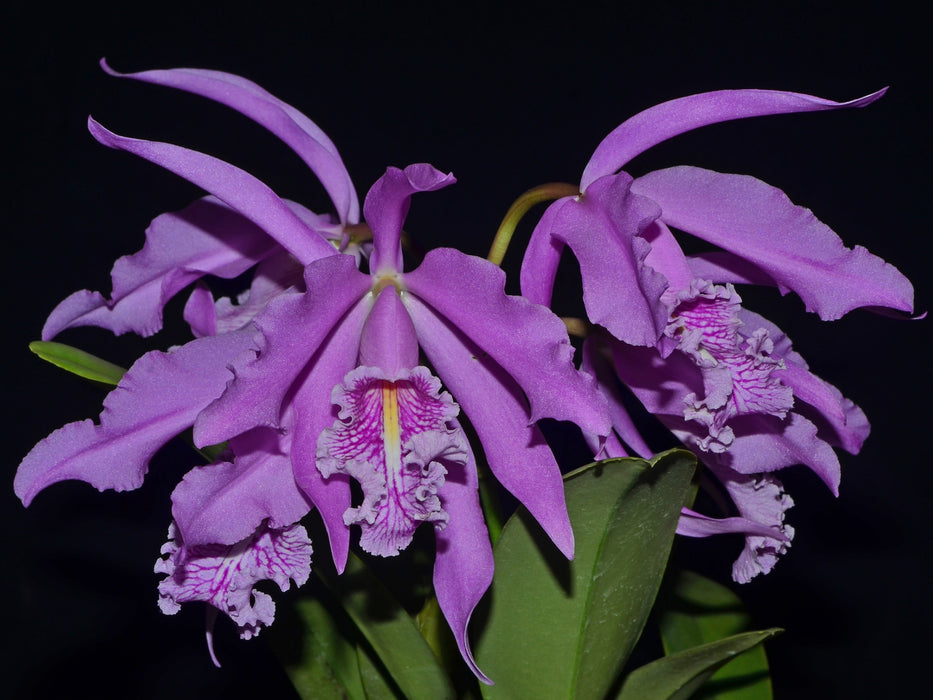 Cattleya maxima f. alba ('Francisco' x 'Paloma')