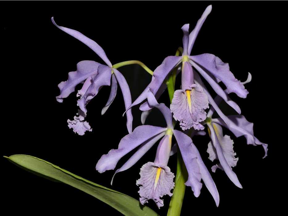 Cattleya maxima f. coerulea 'Gigi' x self