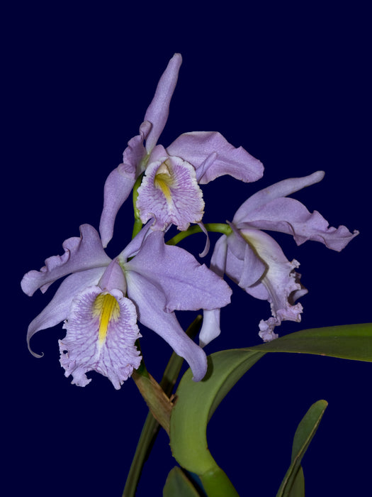 Cattleya maxima f. coerulea Hector