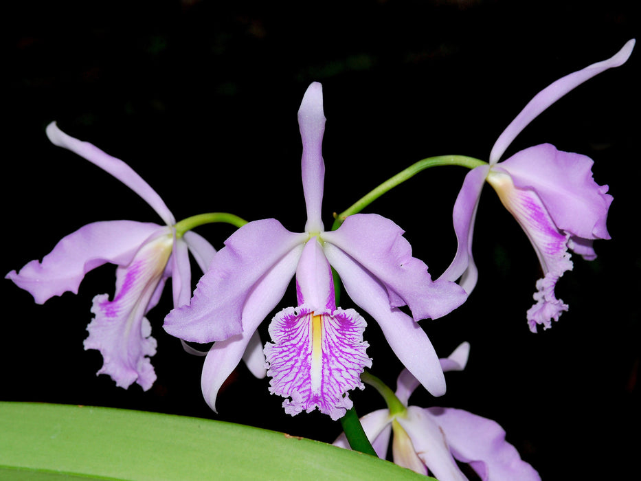 Cattleya maxima f. coerulea 'Hector' x semialba