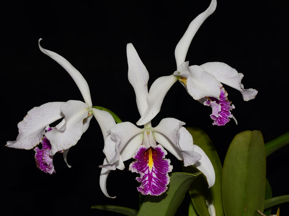 Cattleya maxima f. semialba 'Hector'