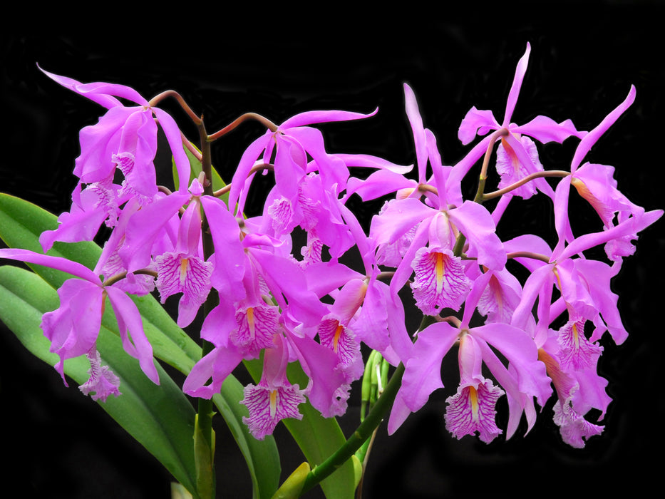 Cattleya maxima tall