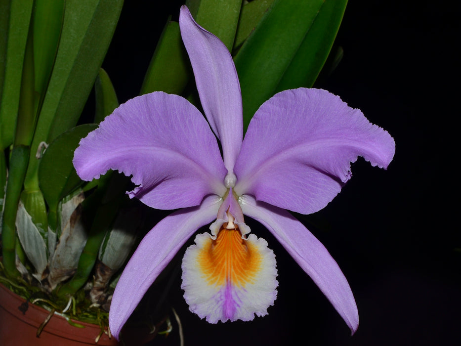 Cattleya mossiae