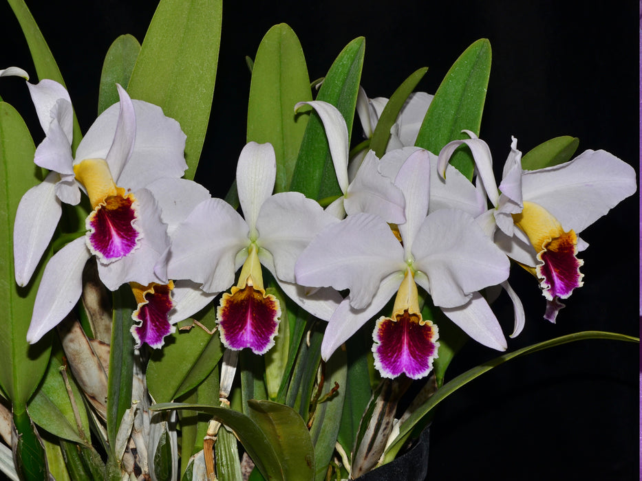 Cattleya percivaliana