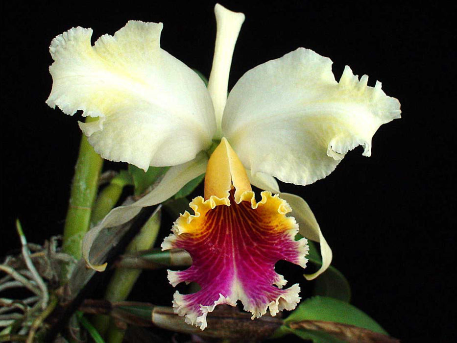 Cattleya rex splash x self