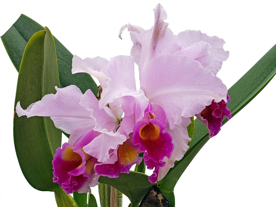 Cattleya trianaei 'Mutation'