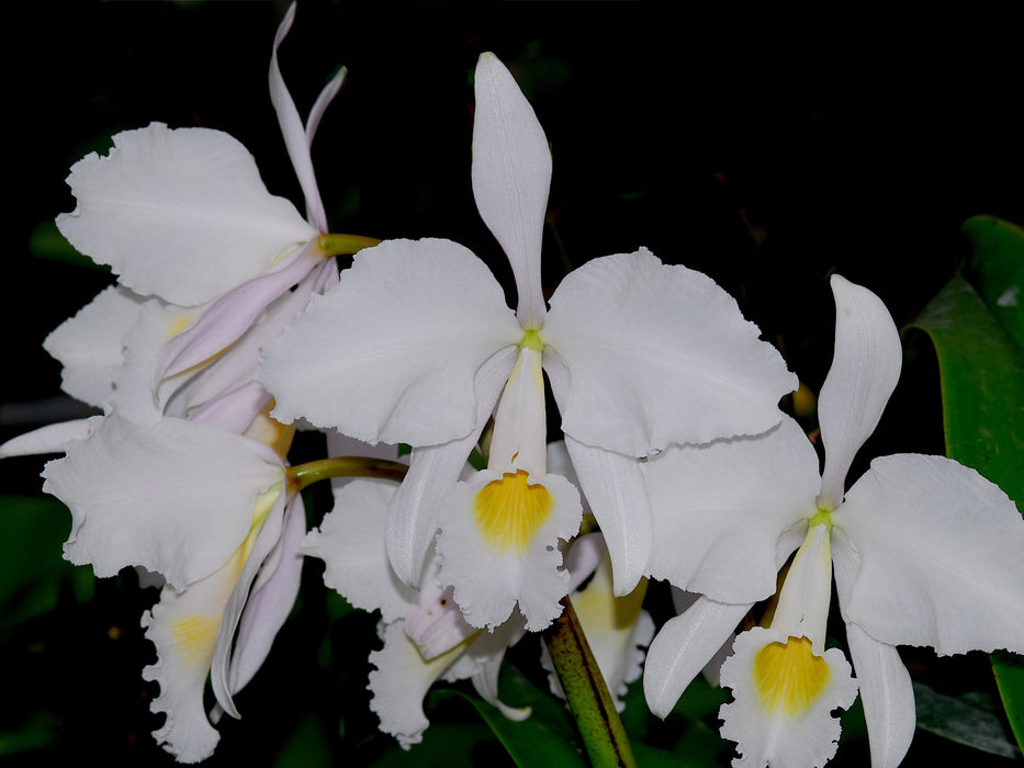 Cattleya trianaei f. alba