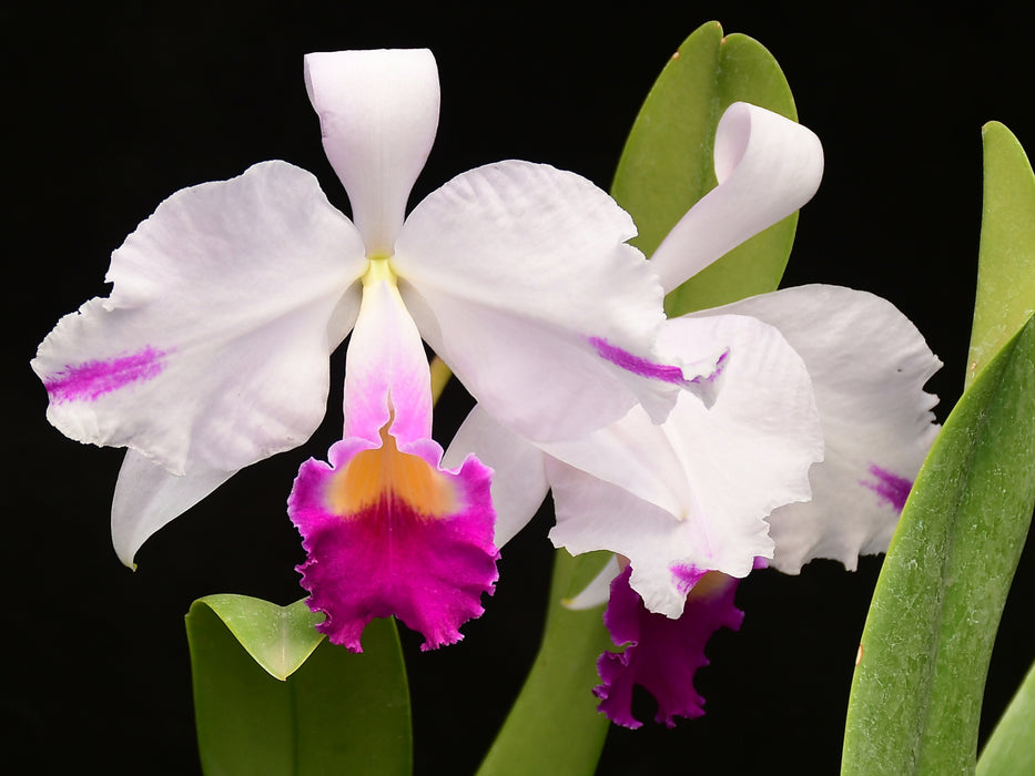 Cattleya trianaei splash