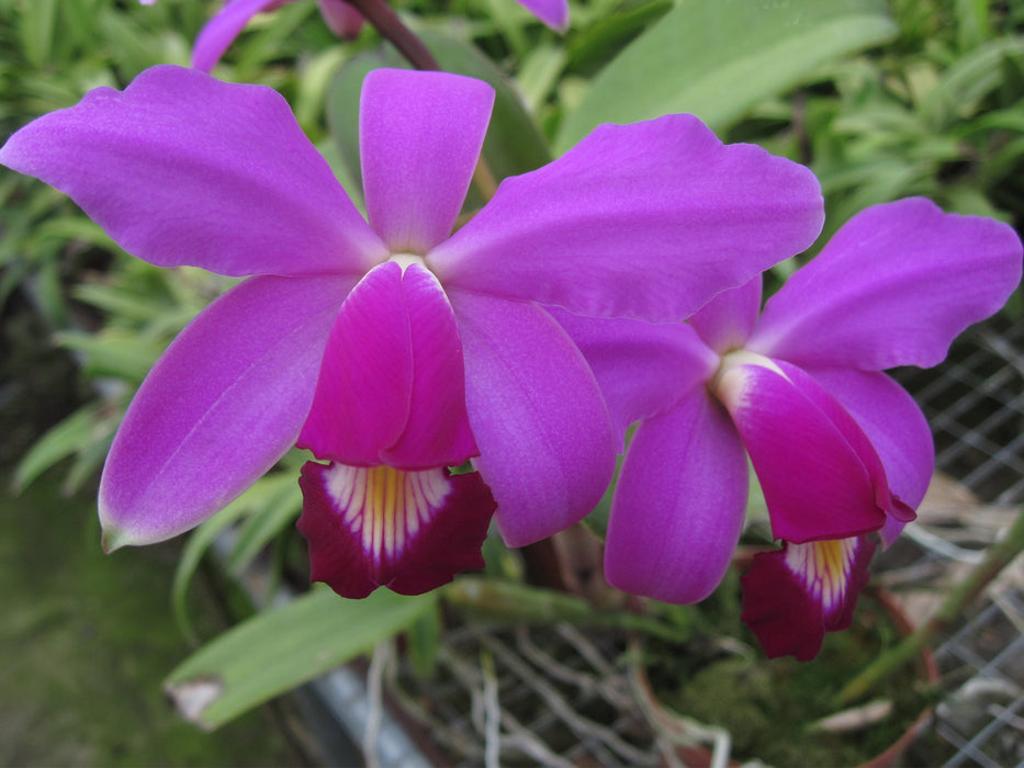 Cattleya violacea labio rojo # 10