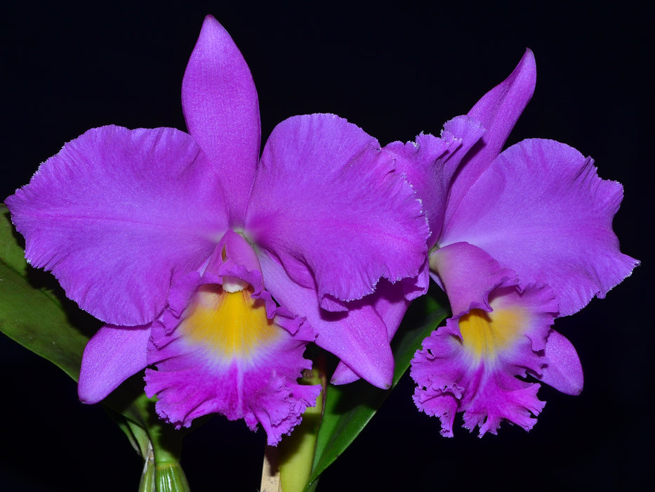 Cattleya violacea labio rojo x Blc. King of Taiwan Golden