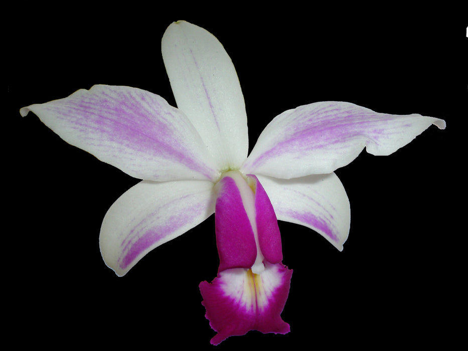 Cattleya violacea f. semialba  ́Icabaru`