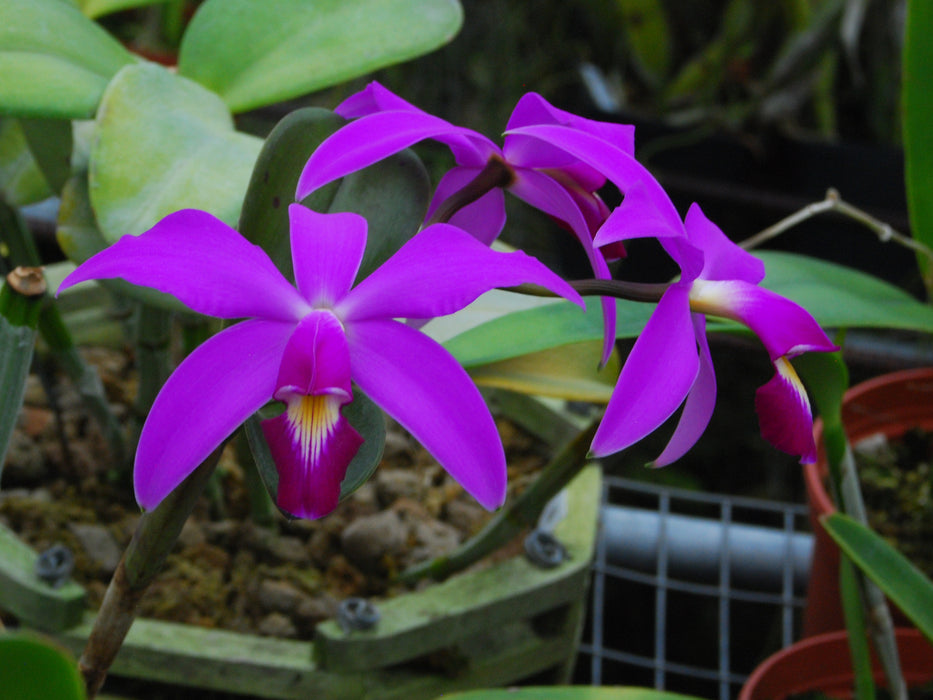 Cattleya violacea