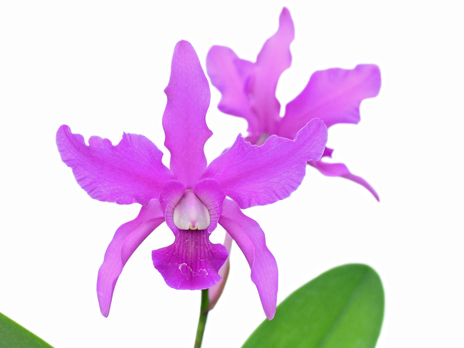 Laeliocattleya Uzhupud Garden