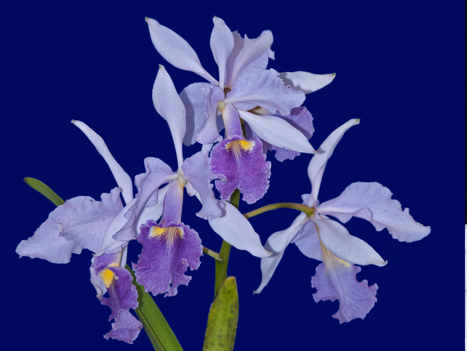 Cattleya warscewiczii f. coerulea