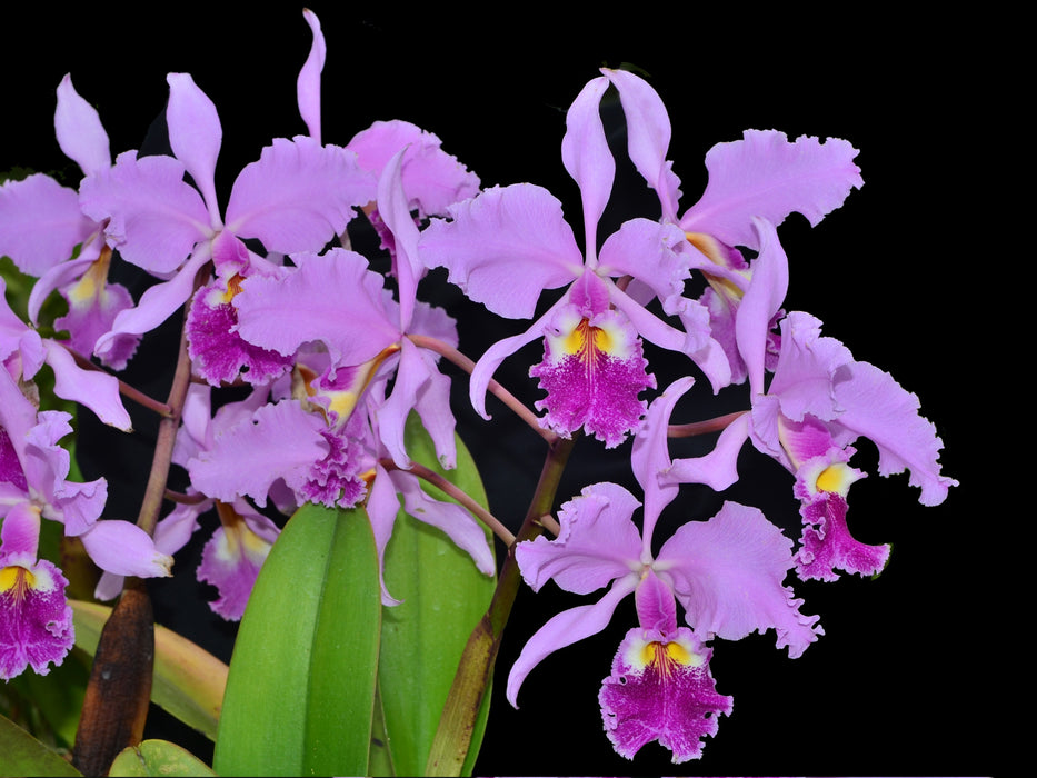 Cattleya warscewiczii