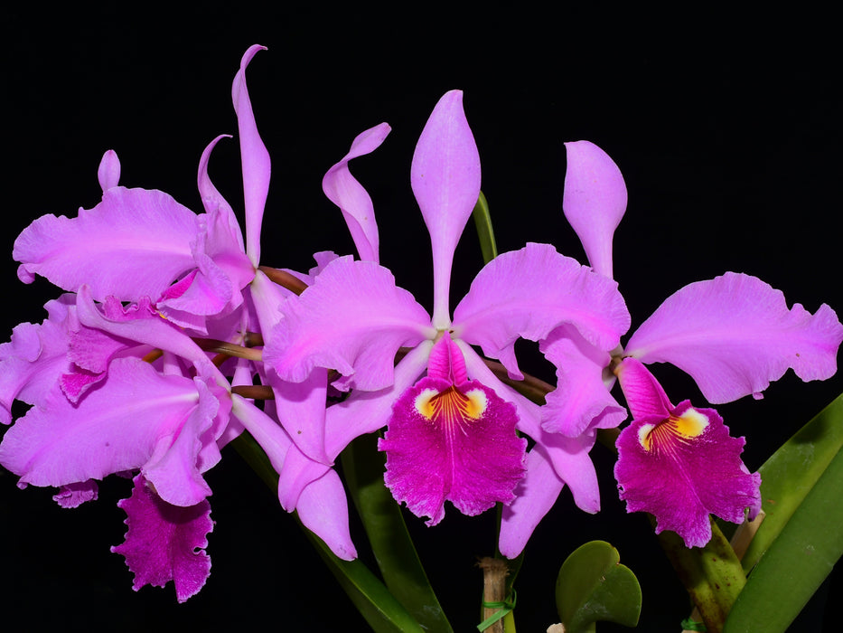 Cattleya warscewiczii var. sanderiana