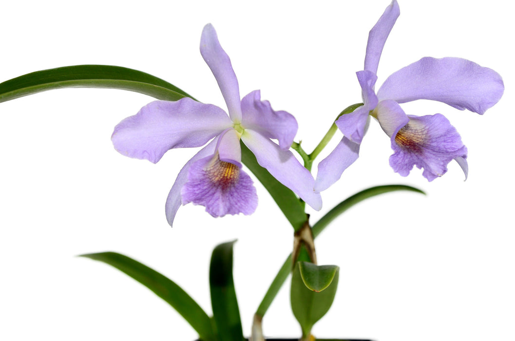 Cattlianthe Chloris f. coerulea