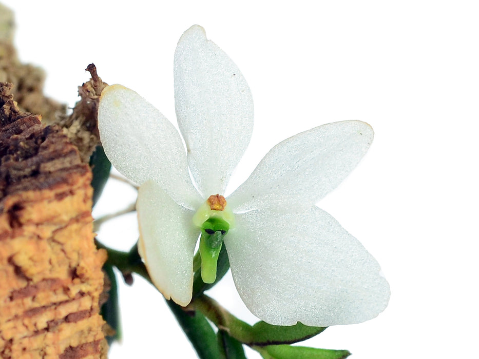 Trichoglottis biglandulosa