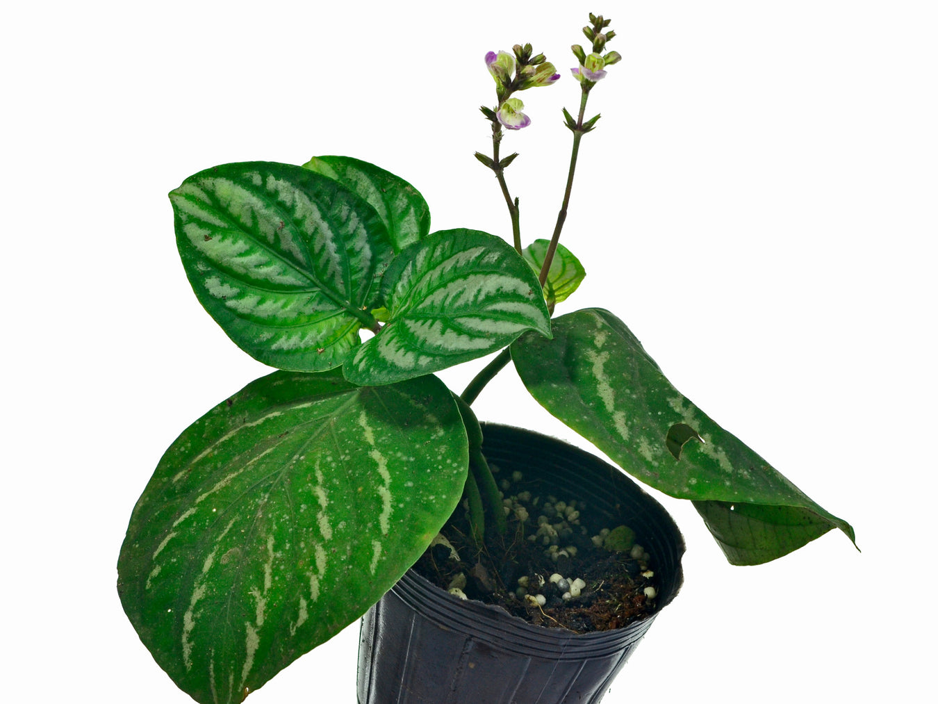 Chamaeranthemum