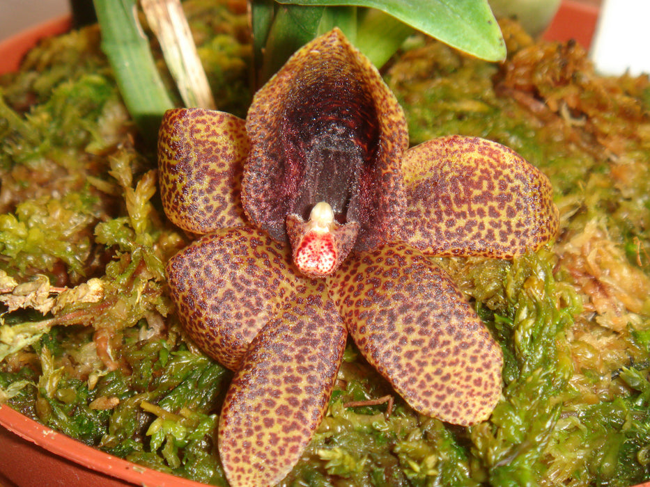 Chaubardiella pubescens