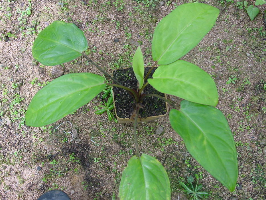 Chlorospatha plowmanii