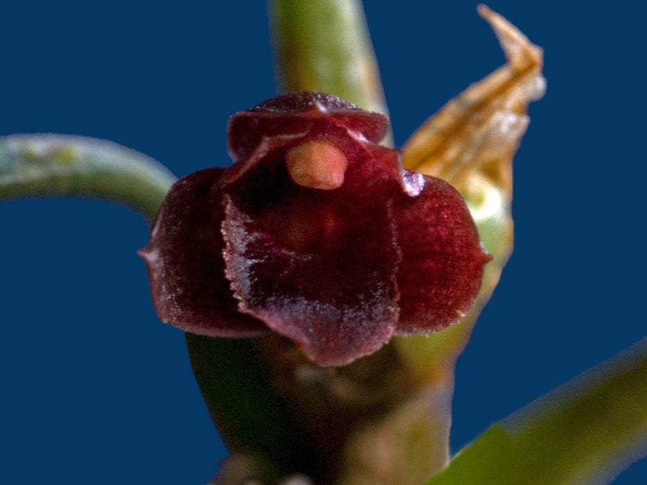 Maxillaria subulifolia