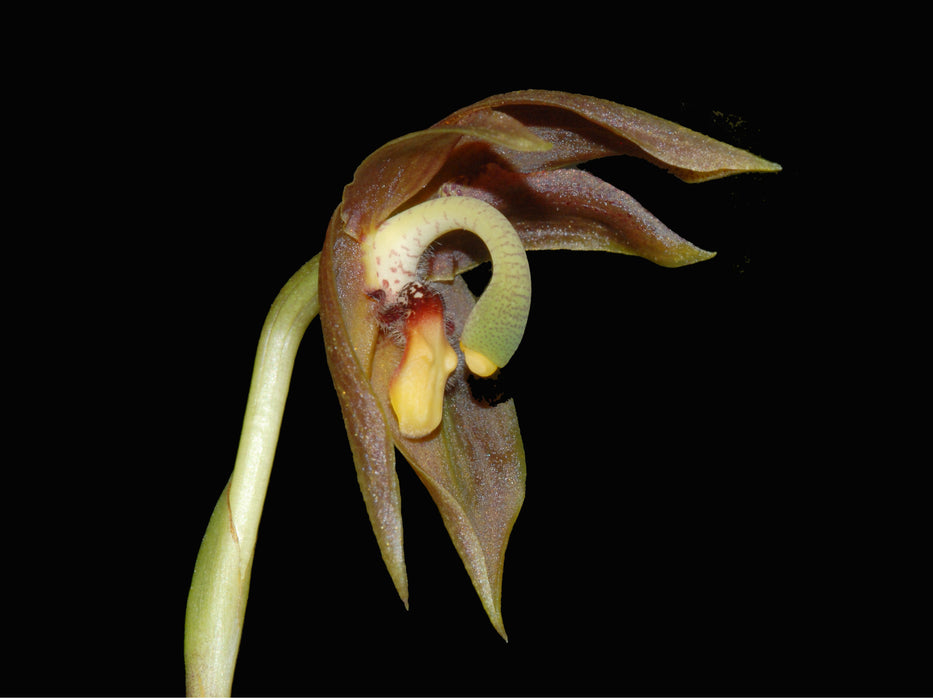 Maxillaria schlimii