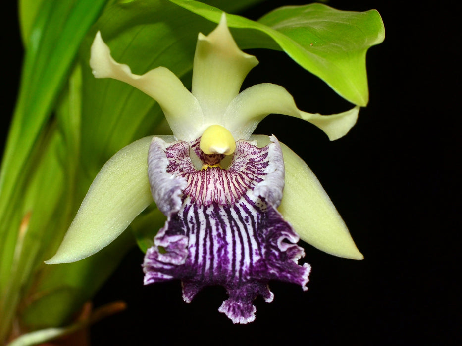 Cochleanthes flabelliformis