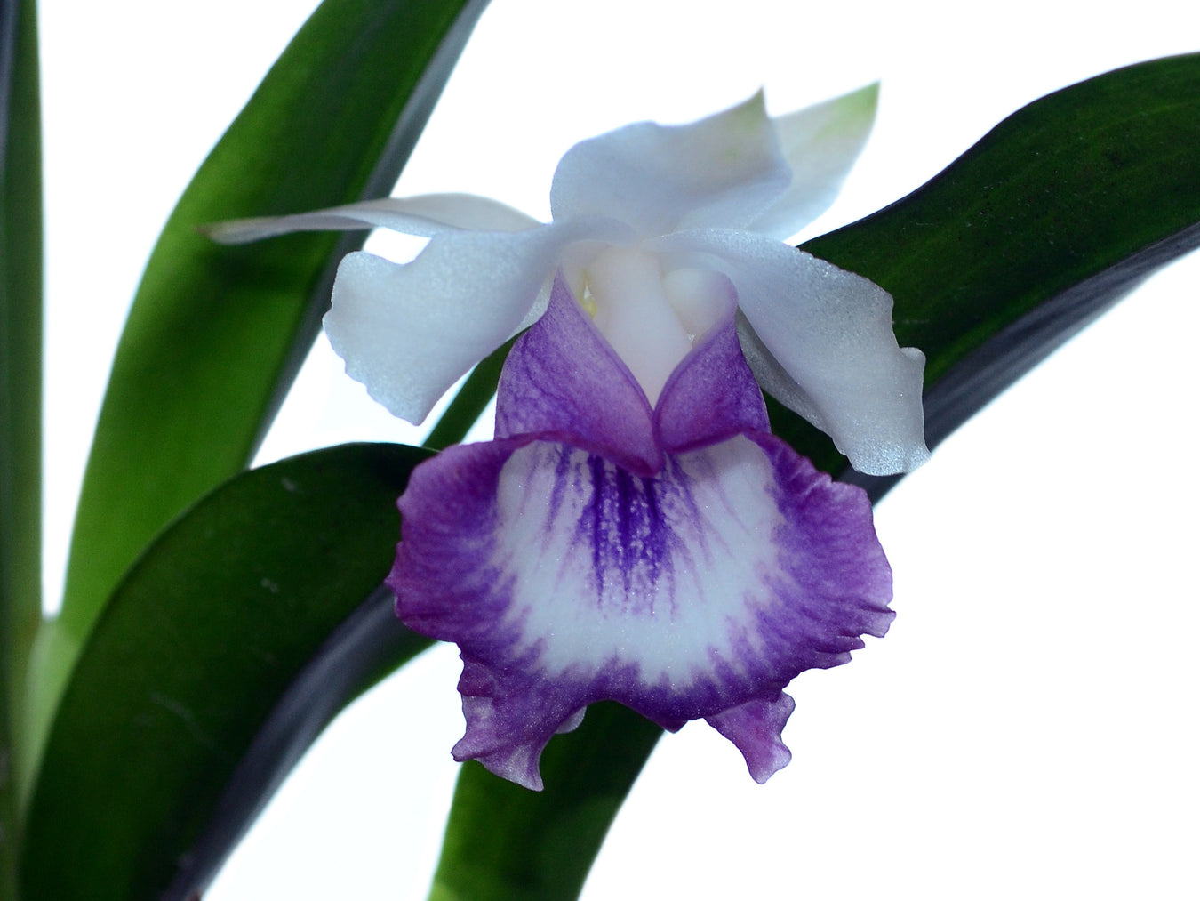 Cochleanthes