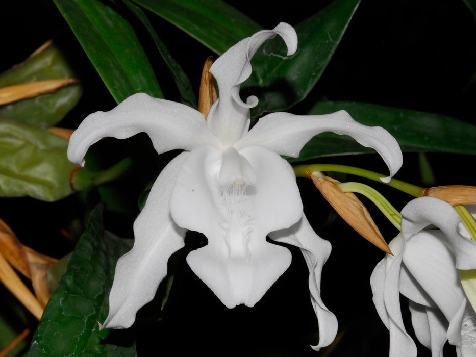 Coelogyne cristata