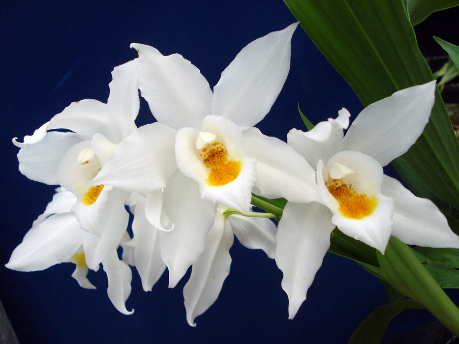 Coelogyne mooreana