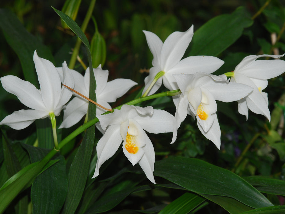 Coelogyne mooreana ´Westonbert`