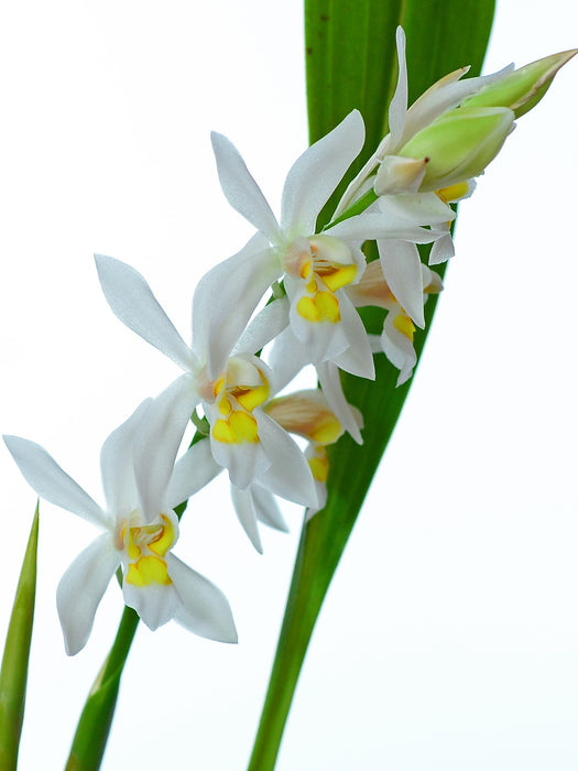 Coelogyne nitida