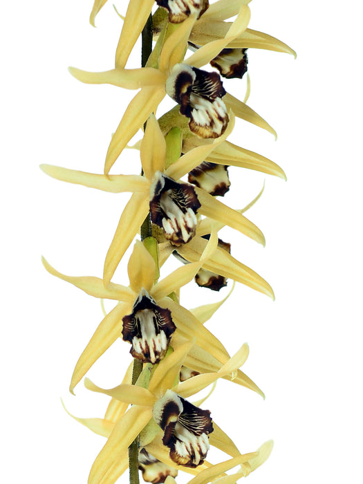 Coelogyne pulverula