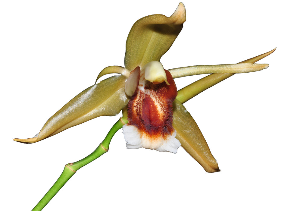 Coelogyne speciosa