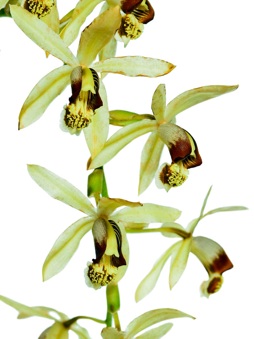 Coelogyne tomentosa