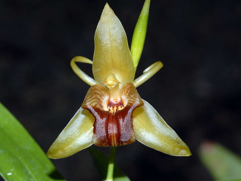 Coelogyne triplicatula