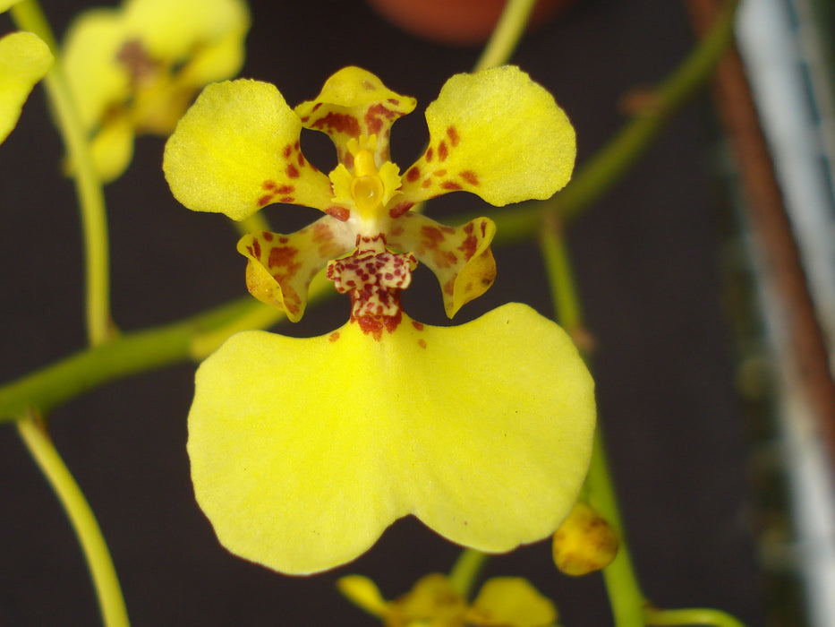 Trichocentrum cebolleta